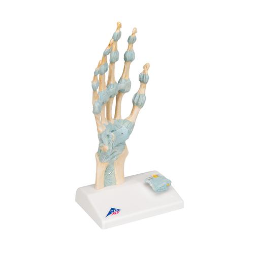Modello di scheletro della mano con legamenti e tunnel carpale - 3B Smart Anatomy, 1000357 [M33], Modelli di scheletro della mano e del braccio