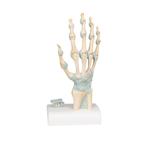 Modello di scheletro della mano con legamenti e tunnel carpale - 3B Smart Anatomy, 1000357 [M33], Modelli di scheletro della mano e del braccio