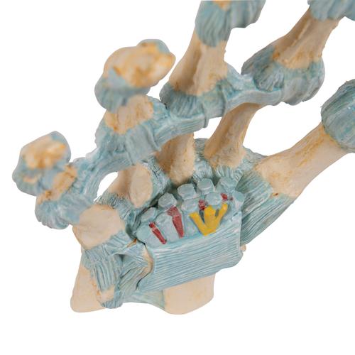 Modello di scheletro della mano con legamenti e tunnel carpale - 3B Smart Anatomy, 1000357 [M33], Modelli delle Articolazioni