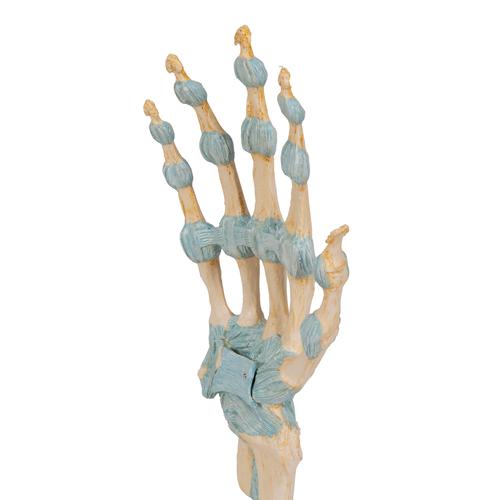 Modello di scheletro della mano con legamenti e tunnel carpale - 3B Smart Anatomy, 1000357 [M33], Modelli delle Articolazioni