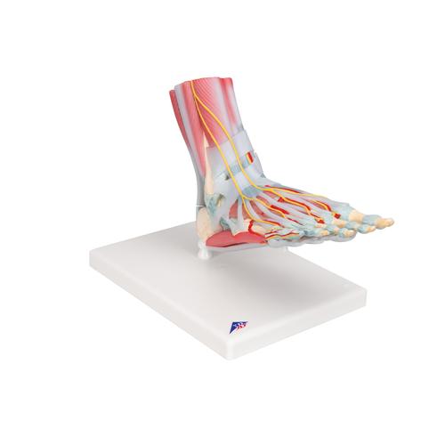 Modello di scheletro del piede con legamenti e muscoli - 3B Smart Anatomy, 1019421 [M34/1], PON Biologia - Laboratorio di Anatomia umana