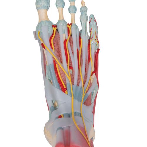 Modello di scheletro del piede con legamenti e muscoli - 3B Smart Anatomy, 1019421 [M34/1], Modelli di scheletro del piede e della gamba