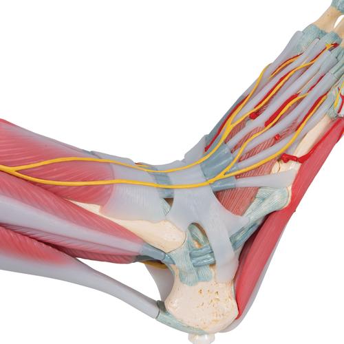 Modello di scheletro del piede con legamenti e muscoli - 3B Smart Anatomy, 1019421 [M34/1], Modelli di scheletro del piede e della gamba
