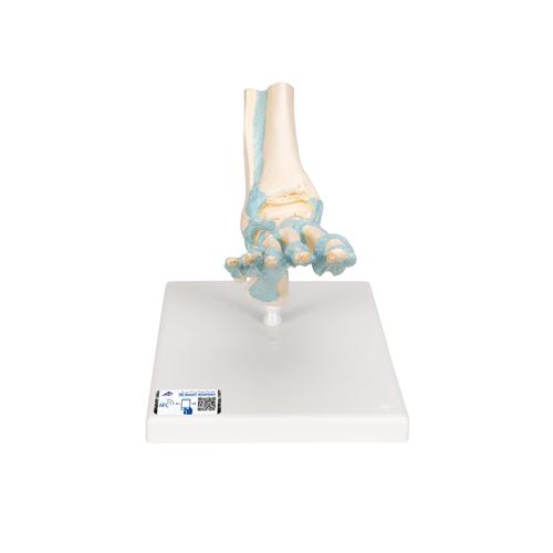 Modello di scheletro del piede con legamenti - 3B Smart Anatomy, 1000359 [M34], Modelli di scheletro del piede e della gamba