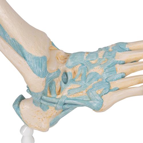 Modello di scheletro del piede con legamenti - 3B Smart Anatomy, 1000359 [M34], Modelli di scheletro del piede e della gamba