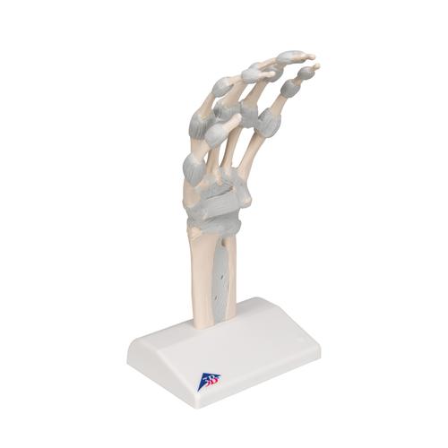 Scheletro della mano con legamenti elastici - 3B Smart Anatomy, 1013683 [M36], Modelli di scheletro della mano e del braccio