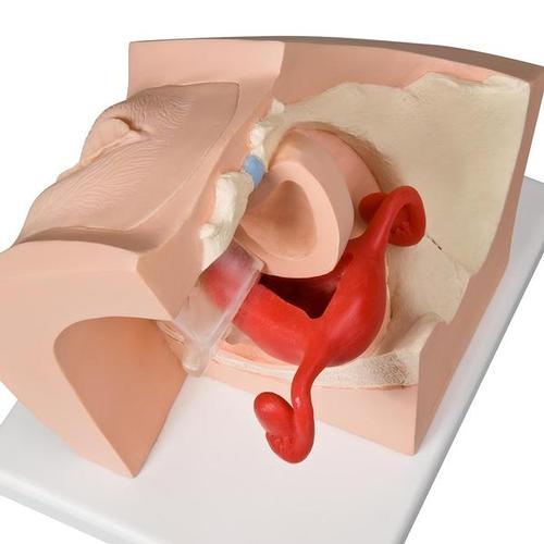 Modello ginecologico per colloquio con i pazienti - 3B Smart Anatomy, 1013705 [P53], Women's Health Education