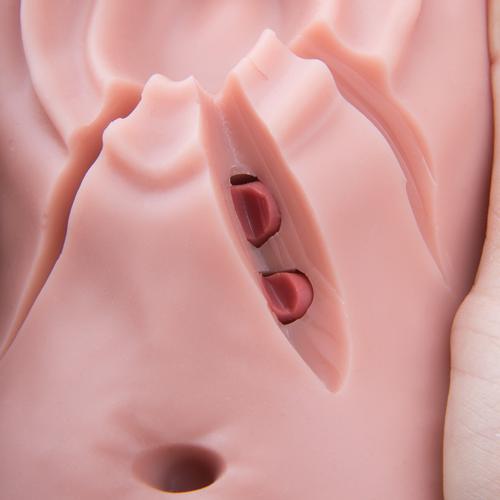 Simulatore di sutura e taglio del perineo, 1019639 [P95], Sutura e bendaggio