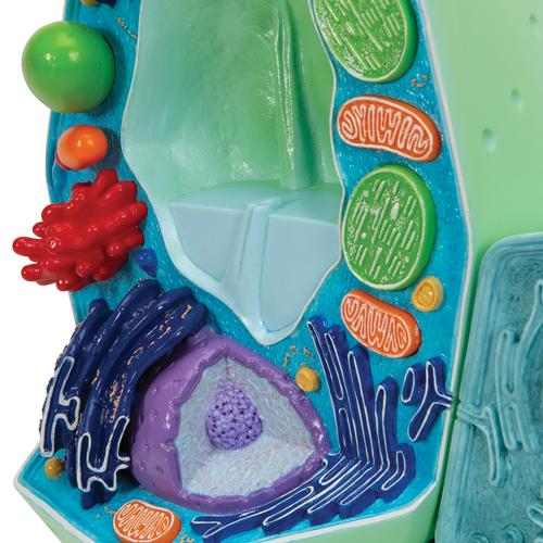 La cellula vegetale, modello, 1000524 [R05], Cellula vegetale