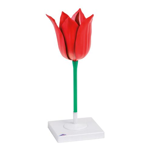 Fiore di tulipano (Tulipa gesneriana), modello, 1017832 [T210101], Monocotilèdoni