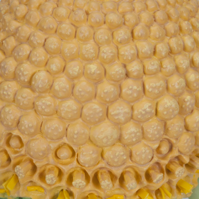 Camomilla comune (Matricaria chamomilla), modello, 1000533 [T21023], PON Agrarie - Laboratorio di Biologia e Scienze Ambientali per scuole Agrarie