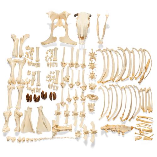 Scheletro di bovino (Bos taurus), con corna, disarticolato, 1020976 [T300121wU], osteologia