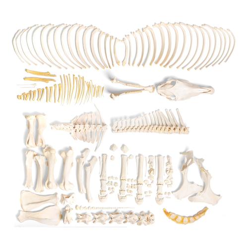 Scheletro di cavallo (Equus ferus caballus), femmina, disarticolato, 1021005 [T300141mU], osteologia