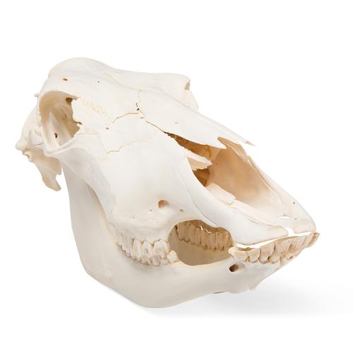 Cranio di bovino (Bos taurus), senza corna, preparato, 1020977 [T300151w/o], Animali da fattoria
