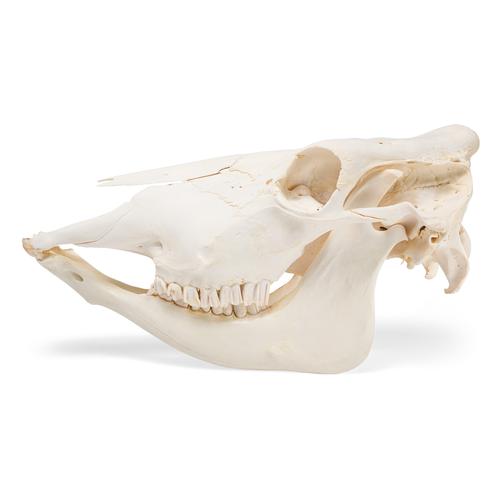 Cranio di bovino (Bos taurus), senza corna, preparato, 1020977 [T300151w/o], Animali da fattoria
