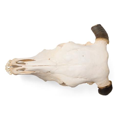 Cranio di bovino (Bos taurus), con corna, preparato, 1020978 [T300151w], Animali da fattoria