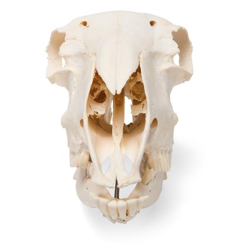 Cranio di pecora (Ovis aries), femmina, preparato, 1021028 [T300181f], Animali da fattoria