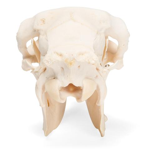 Cranio di pecora (Ovis aries), femmina, preparato, 1021028 [T300181f], Animali da fattoria