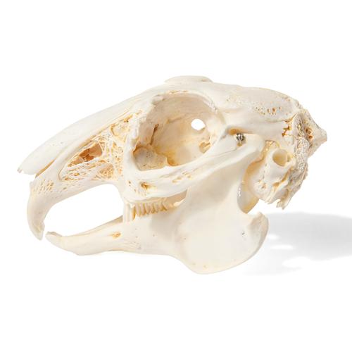 Cranio di lepre (Oryctolagus cuniculus var. domestica), preparato, 1020987 [T300191], Roditori (Rodentia)