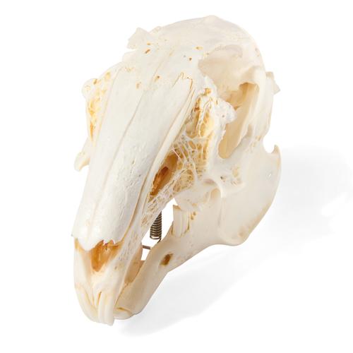 Cranio di lepre (Oryctolagus cuniculus var. domestica), preparato, 1020987 [T300191], Animali