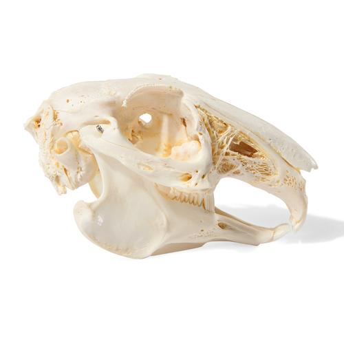 Cranio di lepre (Oryctolagus cuniculus var. domestica), preparato, 1020987 [T300191], Stomatologia