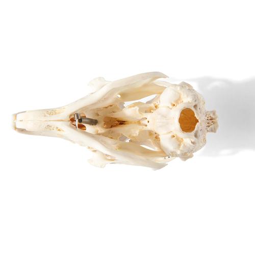 Cranio di lepre (Oryctolagus cuniculus var. domestica), preparato, 1020987 [T300191], Animali