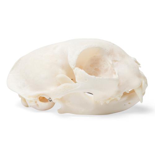 Cranio di gatto (Felis catus), preparato, 1020972 [T300201], Stomatologia