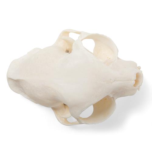 Cranio di gatto (Felis catus), preparato, 1020972 [T300201], Carnivori