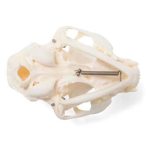 Cranio di gatto (Felis catus), preparato, 1020972 [T300201], Stomatologia