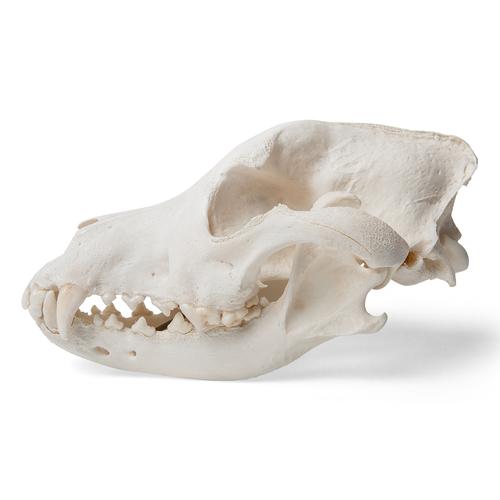 Cranio di cane (Canis lupus familiaris), taglia L, preparato, 1020995 [T30021L], Carnivori