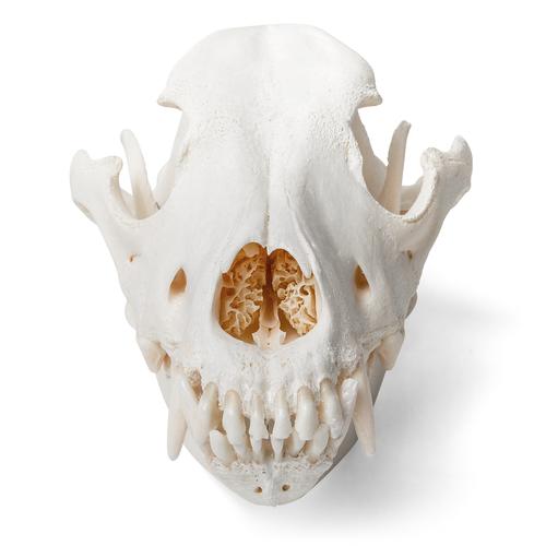 Cranio di cane (Canis lupus familiaris), taglia L, preparato, 1020995 [T30021L], Stomatologia