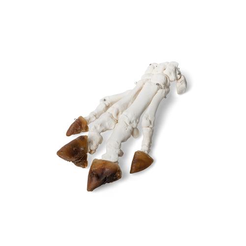 Piede di maiale domestico (Sus scrofa domesticus), preparato, 1021064 [T300221], osteologia