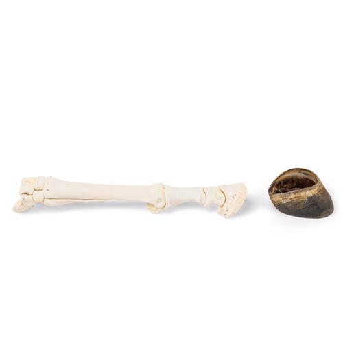 Cavallo (Equus ferus caballus), osso del carpo, preparato, 1021053 [T30023A], osteologia