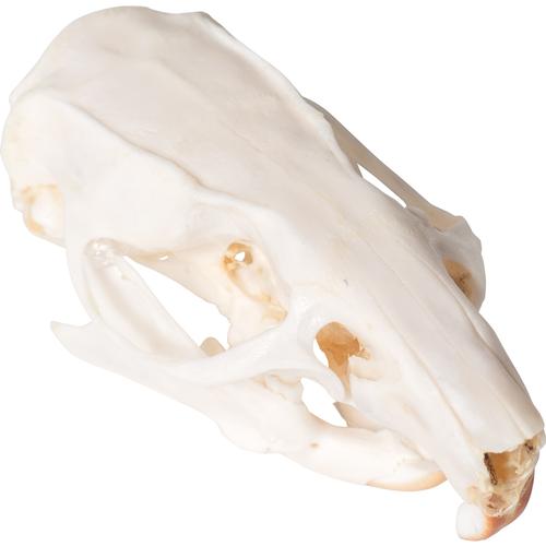 Cranio di ratto (Rattus rattus), preparato, 1021038 [T300271], Piccoli animali