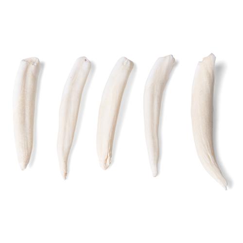 Tipi di denti di diversi mammiferi (Mammalia), 1021044 [T300291], Anatomia comparata