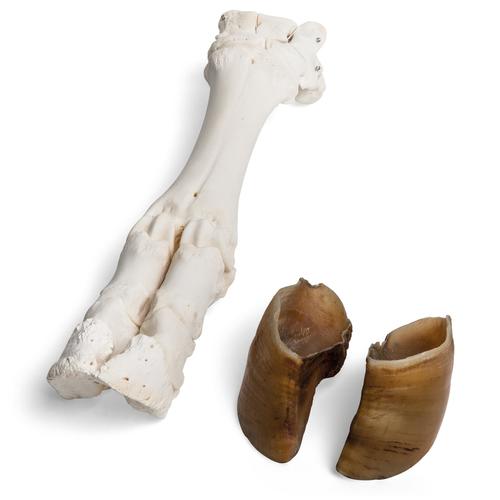Piede di bovino (Bos taurus), preparato, 1021063 [T300311], osteologia