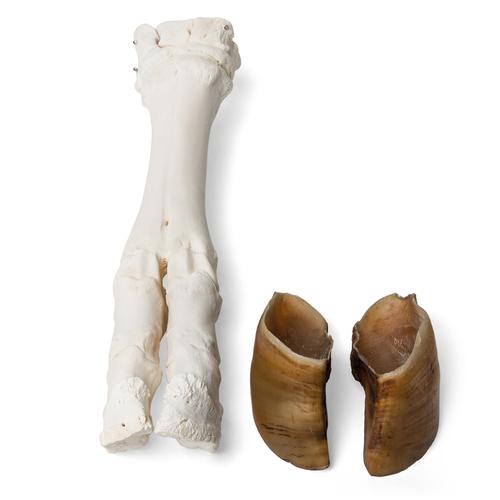 Piede di bovino (Bos taurus), preparato, 1021063 [T300311], Anatomia comparata