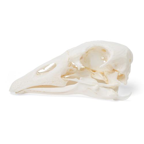 Cranio di oca (Anser anser domesticus), preparato, 1021035 [T30042], uccelli