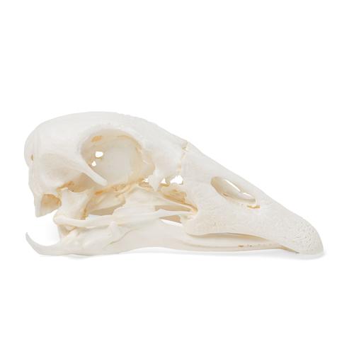 Cranio di oca (Anser anser domesticus), preparato, 1021035 [T30042], Ornitologia (uccelli)