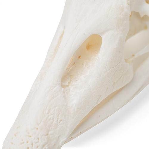 Cranio di oca (Anser anser domesticus), preparato, 1021035 [T30042], Stomatologia