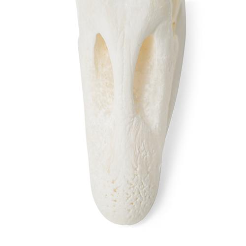 Cranio di oca (Anser anser domesticus), preparato, 1021035 [T30042], Ornitologia (uccelli)