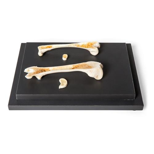 Struttura delle ossa di uccelli e mammiferi, preparato, 1021045 [T30053], Anatomia comparata