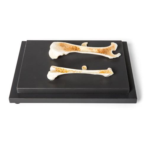 Struttura delle ossa di uccelli e mammiferi, preparato, 1021045 [T30053], Anatomia comparata