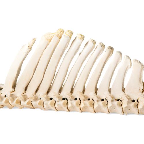 Cavallo (Equus ferus caballus), colonna vertebrale, montaggio flessibile, 1021048 [T30056], Animali da fattoria