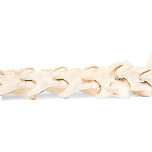 Cavallo (Equus ferus caballus), colonna vertebrale, montaggio flessibile, 1021048 [T30056], osteologia