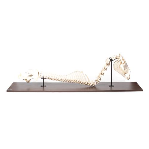 Cavallo (Equus ferus caballus) colonna vertebrale + testa, montaggio fisso, 1021050 [T30057], osteologia