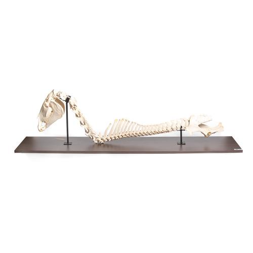 Cavallo (Equus ferus caballus) colonna vertebrale + testa, montaggio fisso, 1021050 [T30057], osteologia
