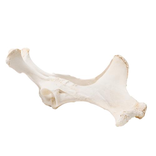 Cavallo (Equus ferus caballus), bacino, 1021056 [T30060], osteologia