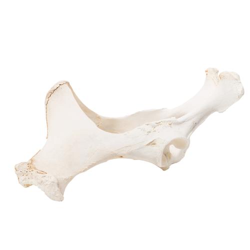 Cavallo (Equus ferus caballus), bacino, 1021056 [T30060], osteologia