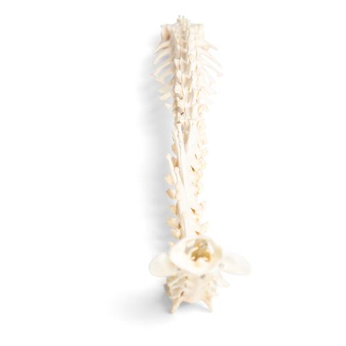 Cane (Canis lupus familiaris), colonna vertebrale, montaggio flessibile, 1021057 [T30061], osteologia